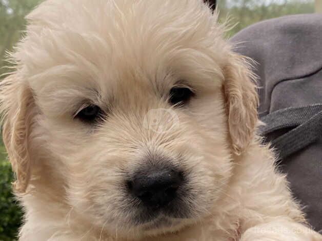 Kc registered golden retreiver puos for sale in Carluke, South Lanarkshire