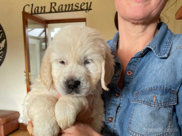 Kc registered golden retreiver puos for sale in Carluke, South Lanarkshire