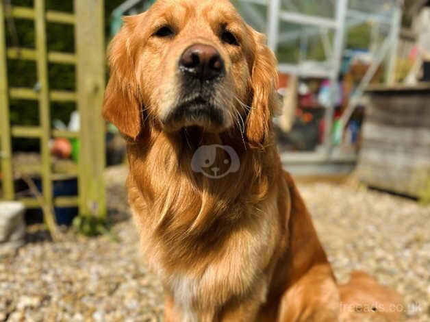 KC Registered Golden Retriever for STUD for sale in Berwick-upon-Tweed, Northumberland