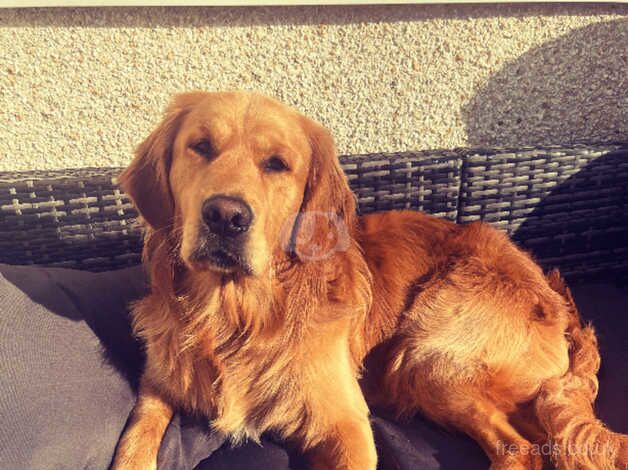 KC Registered Golden Retriever for STUD for sale in Berwick-upon-Tweed, Northumberland - Image 2