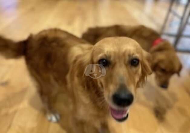 KC Registered Golden Retriever Girl - Red Working from fab extremely well tested lines for sale in Bury St Edmunds, Suffolk - Image 3