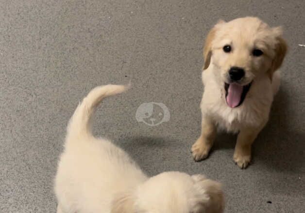 Kc registered golden retriever girls for sale in Oxford, Oxfordshire - Image 2