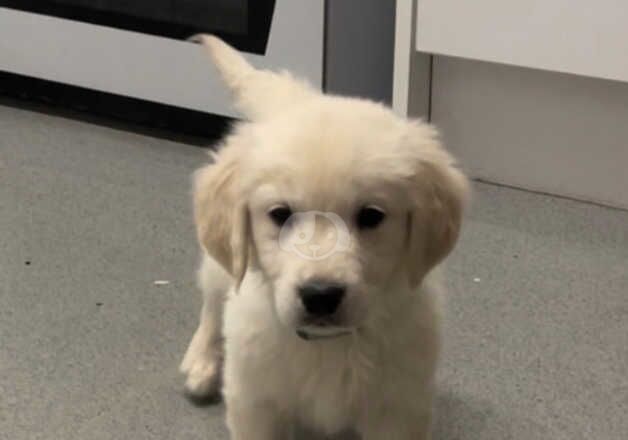 Kc registered golden retriever girls for sale in Oxford, Oxfordshire - Image 5