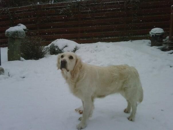 KC registered Golden Retriever female pup wanted for sale in Hamilton, Lanarkshire - Image 2