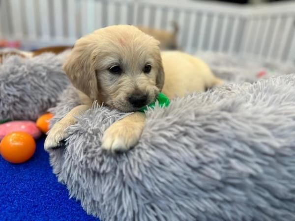 KC Registered Golden Retriever Puppies for sale in Waltham Cross, Hertfordshire - Image 1