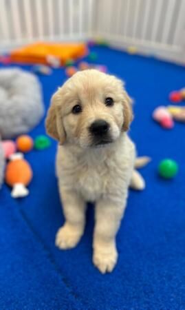 KC Registered Golden Retriever Puppies for sale in Waltham Cross, Hertfordshire - Image 2