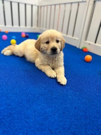 KC Registered Golden Retriever Puppies for sale in Waltham Cross, Hertfordshire - Image 3