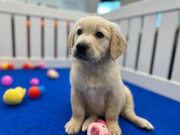 KC Registered Golden Retriever Puppies for sale in Waltham Cross, Hertfordshire - Image 4