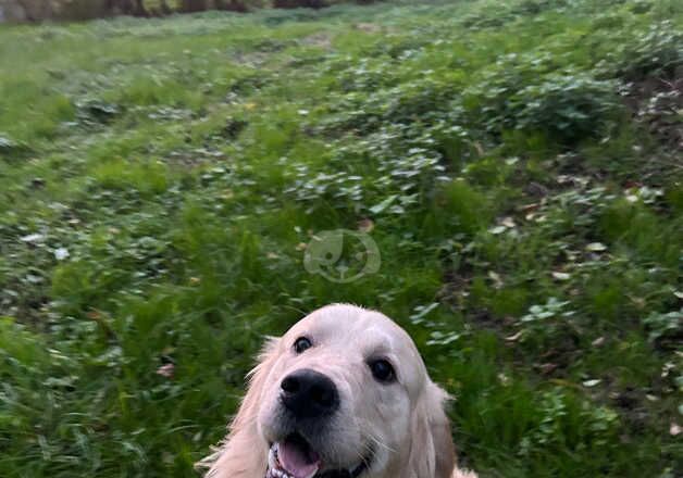 Kennel Club Registered Golden Retriever Puppies For Sale