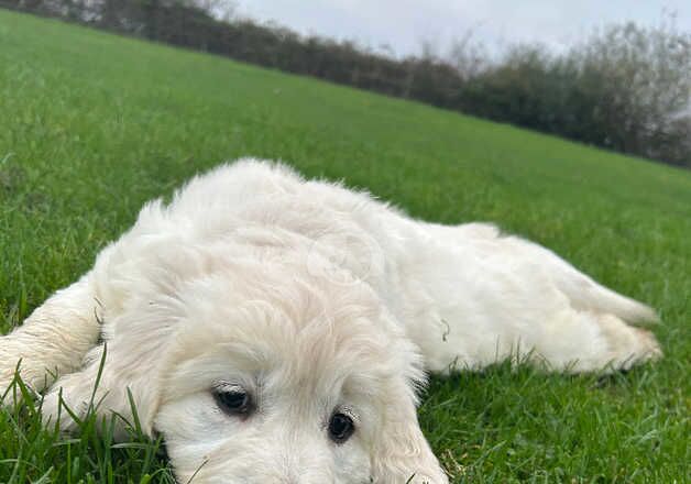 Kc registered golden retriever puppies available for sale in Barrow upon Humber, Lincolnshire - Image 2