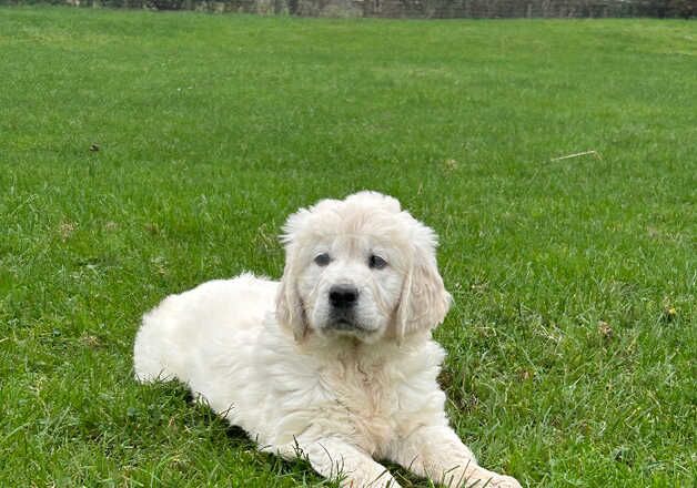 Golden Retriever Puppies for sale in Lincolnshire