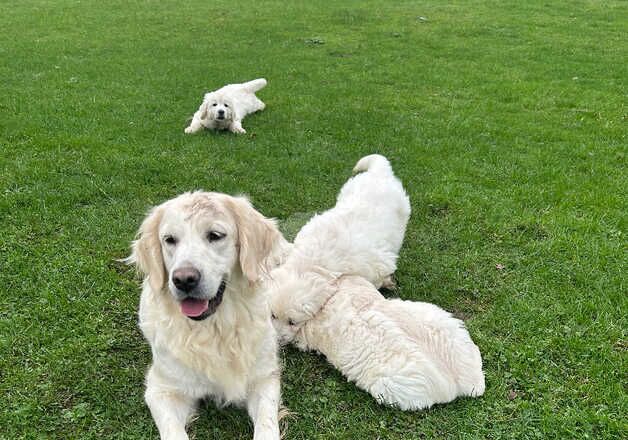 Golden Retriever Puppies for sale