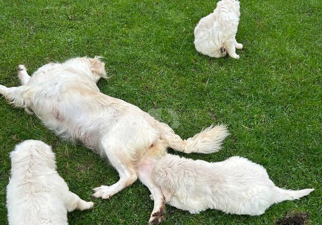 Kc registered golden retriever puppies available for sale in Barrow upon Humber, Lincolnshire - Image 5