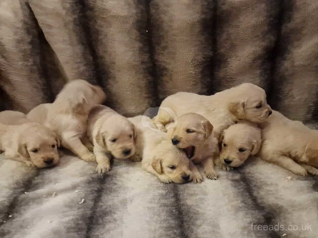 KC Registered Golden Retriever puppies for sale in Llanelli, Carmarthenshire