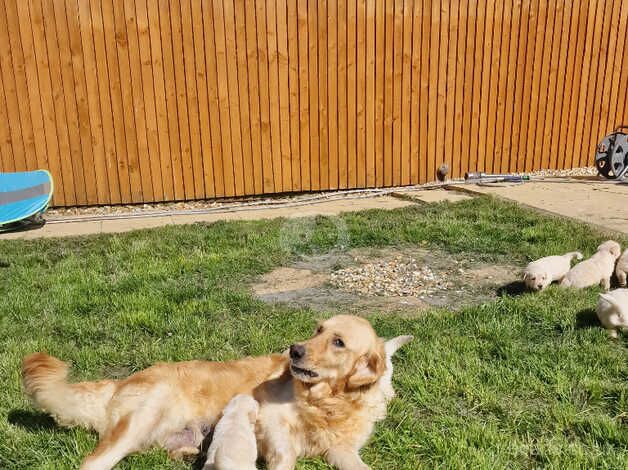 KC Registered Golden Retriever puppies for sale in Llanelli, Carmarthenshire - Image 3