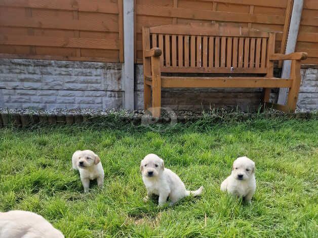 KC Registered Golden Retriever puppies for sale in Llanelli, Carmarthenshire - Image 4