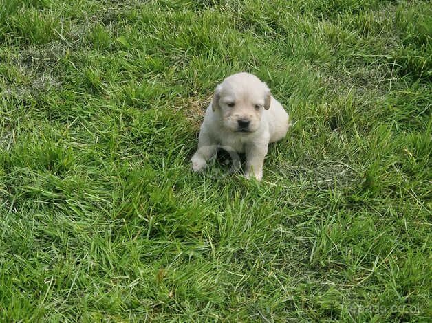 KC Registered Golden Retriever puppies for sale in Llanelli, Carmarthenshire - Image 5