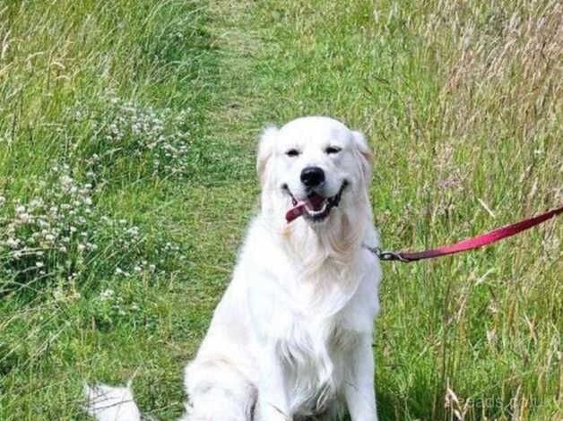 Golden Retrievers for sale in Leeds, West Yorkshire