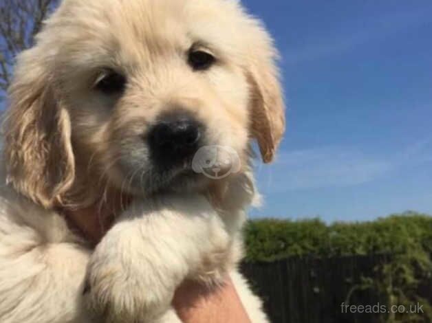 Golden Retriever Puppies for sale in West Yorkshire