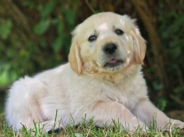 KC registered Golden Retriever puppies for sale in Presteigne/Llanandras, Powys - Image 2