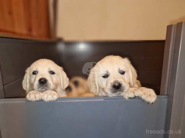 KC registered Golden Retriever puppies for sale in Presteigne/Llanandras, Powys - Image 3