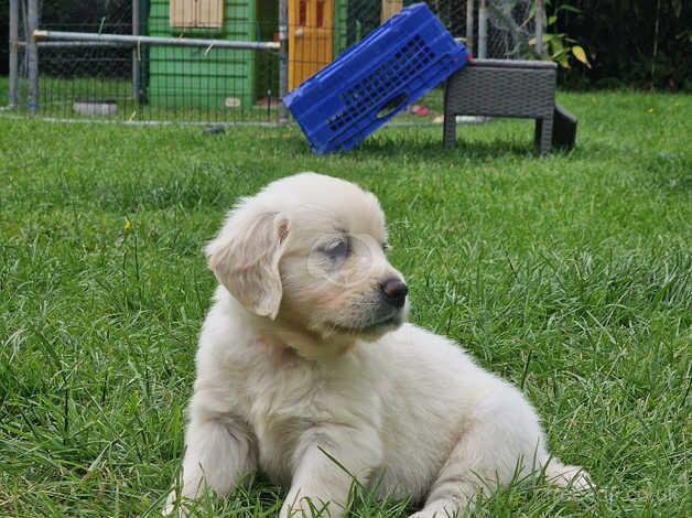 KC registered Golden Retriever puppies for sale in Presteigne/Llanandras, Powys - Image 5