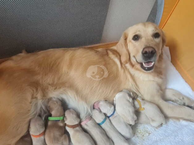 KC registered golden retriever puppies for sale in St Ives, Cornwall