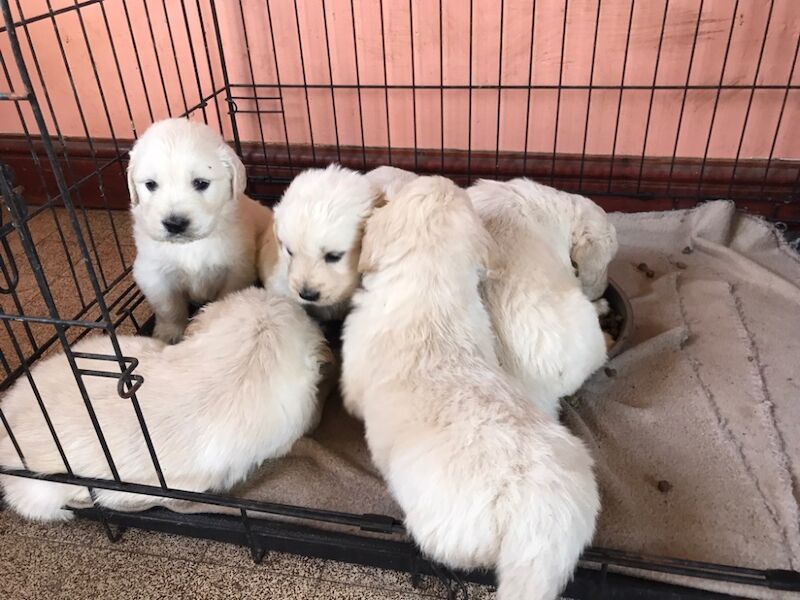 Kc registered golden retriever pups for sale in Blythe Bridge, Staffordshire - Image 3