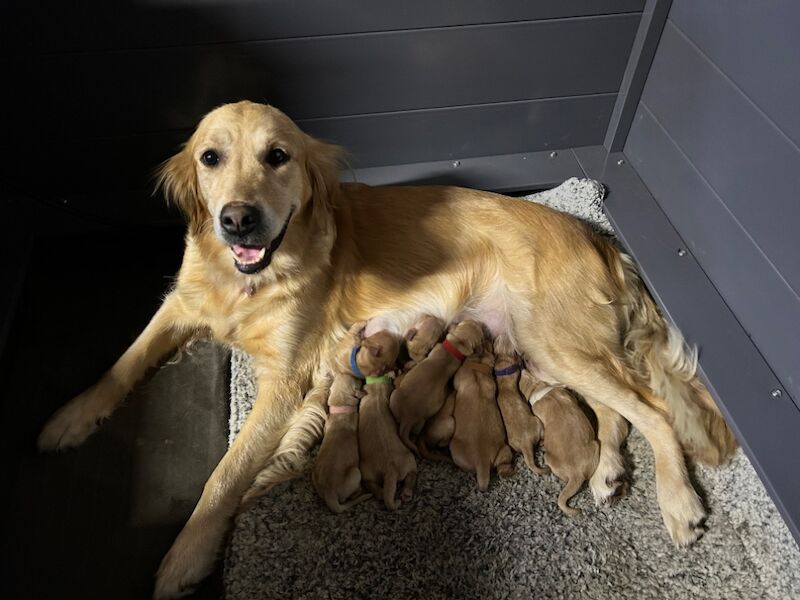 KC Registered Golden Retriever Pups for sale. for sale in Mansfield Woodhouse, Nottinghamshire