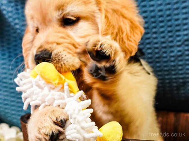 Kc registered golden retriever pups ready now for sale in Lytham St Anne's, Lancashire - Image 1