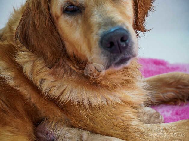 Kc registered golden retriever pups ready now for sale in Lytham St Anne's, Lancashire - Image 2