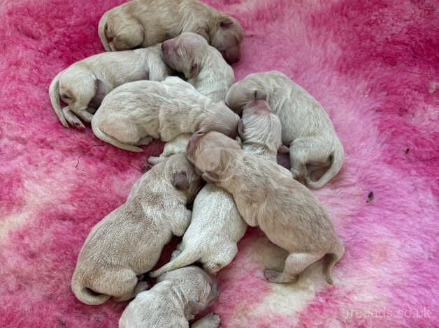 Kc registered golden retriever pups ready now for sale in Lytham St Anne's, Lancashire - Image 3