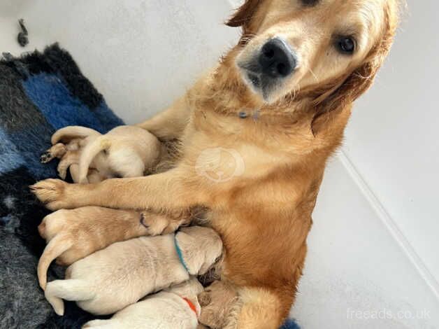 Kc registered golden retriever pups ready now for sale in Lytham St Anne's, Lancashire - Image 4