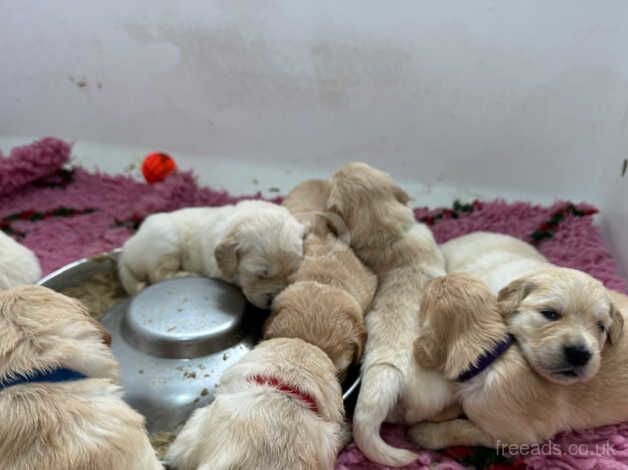 Kc registered golden retriever pups ready now for sale in Lytham St Anne's, Lancashire - Image 5