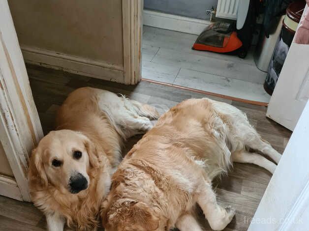 Kc registered golden retrievers for sale in Lampeter Velfrey, Pembrokeshire