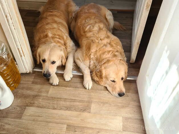 Kc registered golden retrievers for sale in Lampeter Velfrey, Pembrokeshire - Image 2