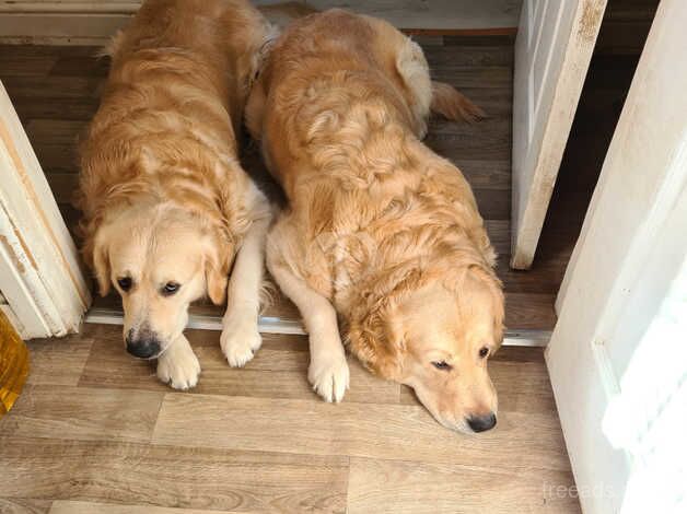 Kc registered golden retrievers for sale in Lampeter Velfrey, Pembrokeshire - Image 3