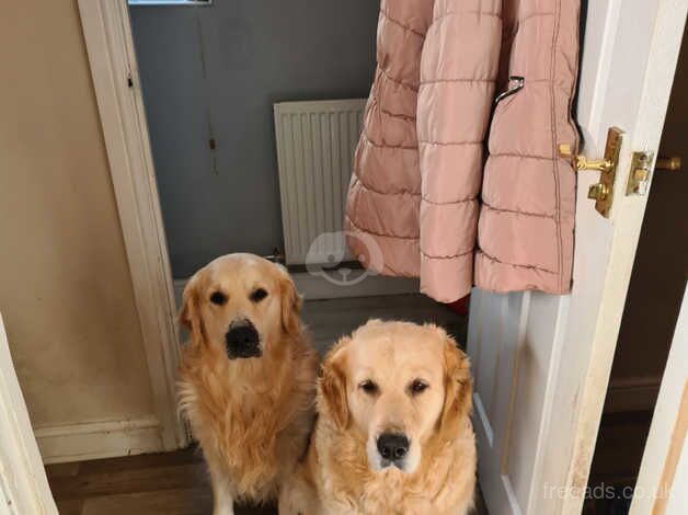 Kc registered golden retrievers for sale in Lampeter/Llanbedr Pont Stefan, Ceredigion - Image 1