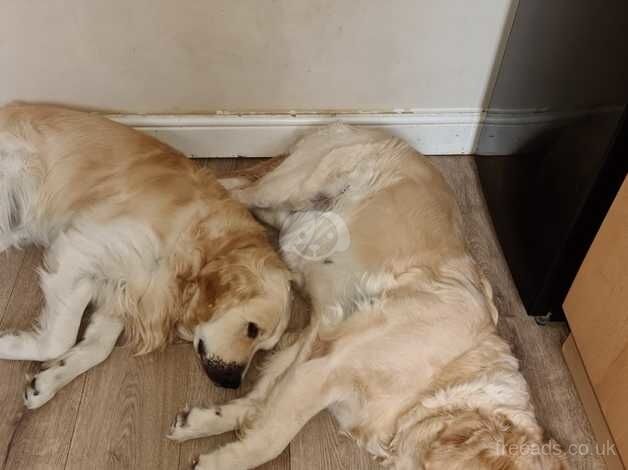 Golden Retriever Puppies for sale