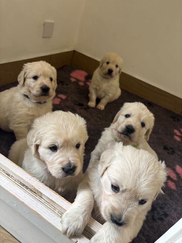 KC Registered Golden Retrievers Showdog Bloodline for sale in Armagh, County Armagh - Image 1