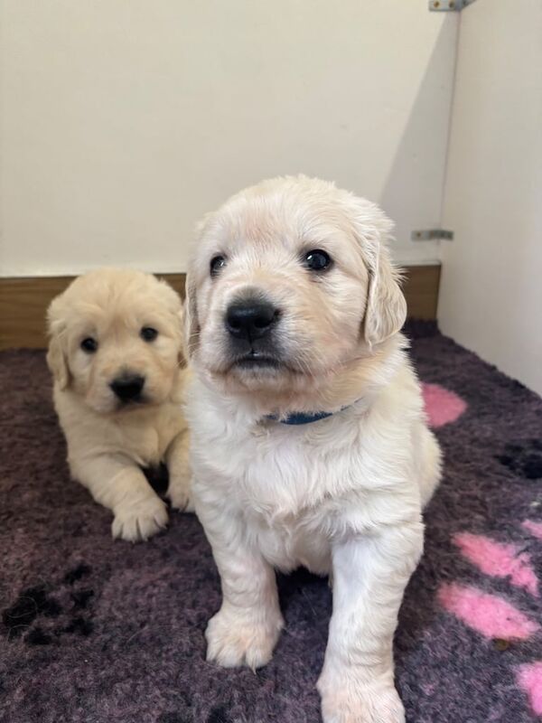 KC Registered Golden Retrievers Showdog Bloodline for sale in Armagh, County Armagh - Image 2