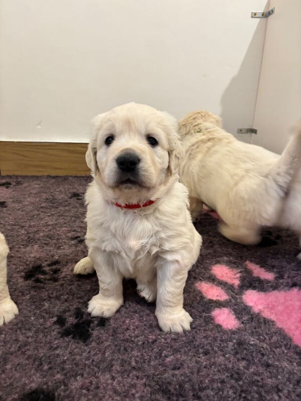 KC Registered Golden Retrievers Showdog Bloodline for sale in Armagh, County Armagh - Image 3