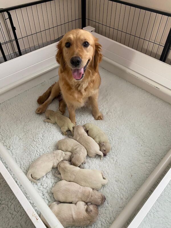 KC registered gorgeous puppies for sale in Corfe Castle, Dorset