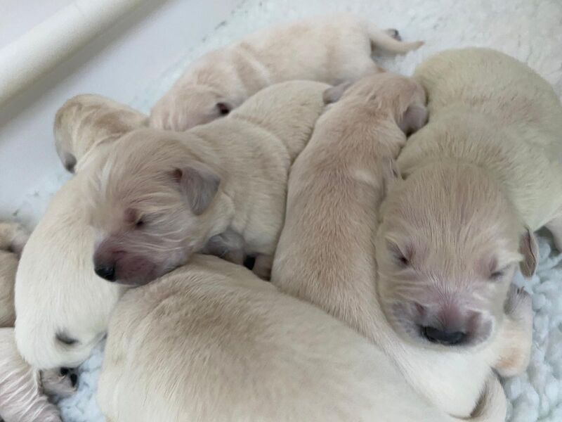 KC registered gorgeous puppies for sale in Corfe Castle, Dorset - Image 2