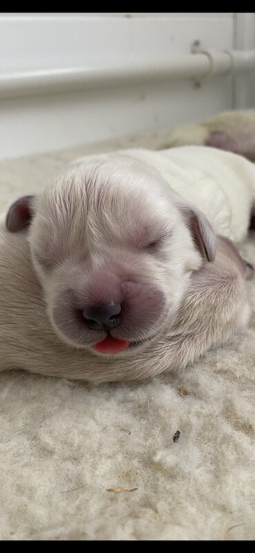 KC registered gorgeous puppies for sale in Corfe Castle, Dorset - Image 3