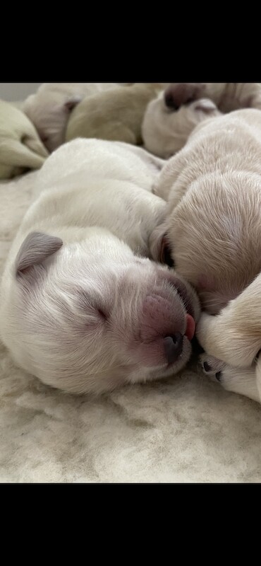 KC registered gorgeous puppies for sale in Corfe Castle, Dorset - Image 4