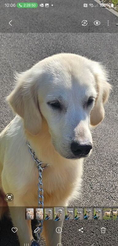 kc registered health tested stud white cream for sale in Bedford, Bedfordshire - Image 1