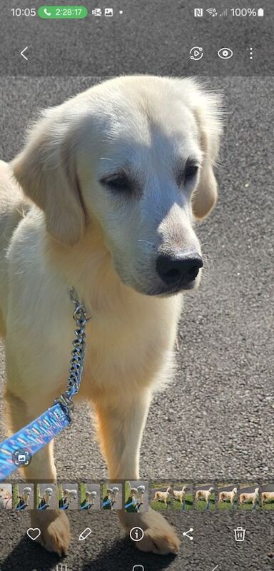 Golden Retrievers for sale in Bedford, Bedfordshire