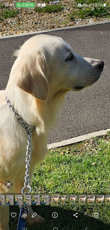 KC Registered Golden Retriever Puppies for sale in Bedfordshire