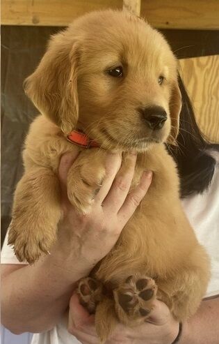 KC registered male and female Golden Retriever puppies for sale in Liverpool, Merseyside - Image 1